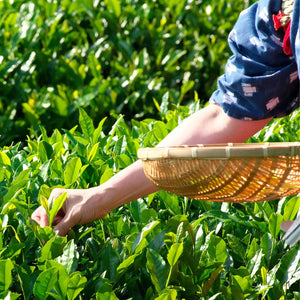 Tea Growing Regions