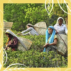 Tea Growing Regions